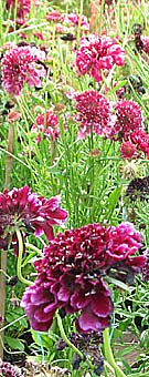 scabious in a flower border