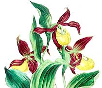 illustration of a ladys slipper plant in flower
