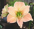 salmon coloured hippeastrum sweet kiss