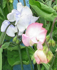 pink and blue scented sweet pea flowers