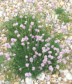 Pink thrift flowers in seaside shingle