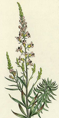 toadflax