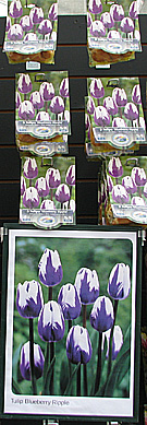 purple tulip bulbs in a garden centre