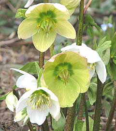 Christmas Rose or helleborus a winter flower