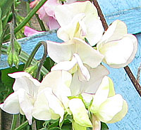 white sweet pea grown from seed