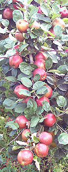 branch of apples ready to pick
