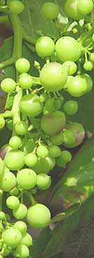 a young bunch of grapes in a greenhouse