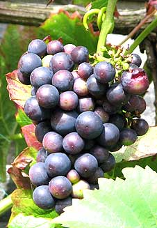 growing a bunch of grapes in a greenhouse