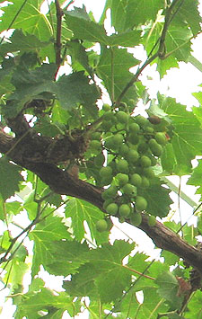 grwoing grapes in greenhouse at West Dean Gardens Susex