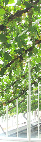 grapevines in a west sussex greenhouse