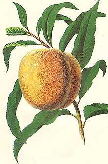 Peaches can be grown in the UK