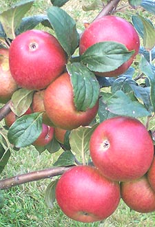 Red apples ready for picking