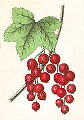 Redcurrants need prunig to produce good fruits