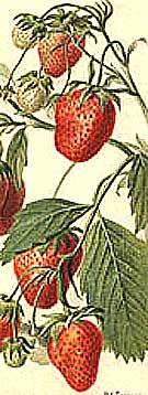 strawberries provide fruits during the summer