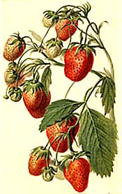 antique picture of strawberries