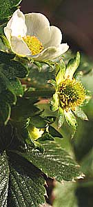 strawberry flowers on a plant in a garden