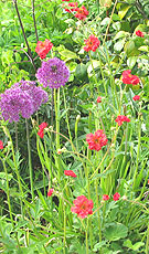 Border plants in a Devon landscaped Garden