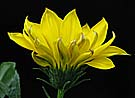 yellow gazania