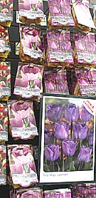 tulip bulbs on display in a garden centre in Kent