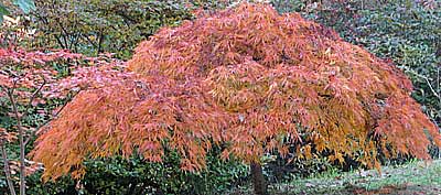 acer tree with red and gold leaves in an autumn wood