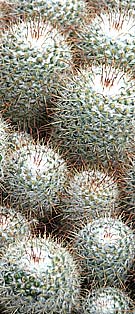 group of cacti at kew gardens