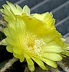 cactus flower at kew gardens