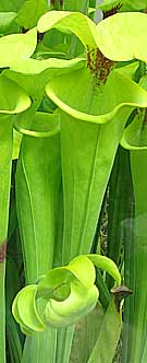 photo of carnivorous plants growing at Kew Gardens