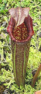 red and green carnivorous plant at kew gardens