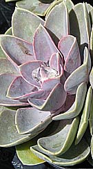 succulent echivera at a garden centre