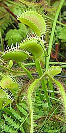 carnivorous plant - venus fly trap