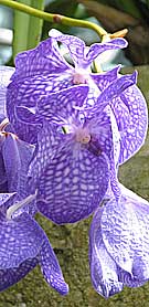 purple orchid flowers at kew