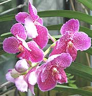 pink orchid in the hothouse at kew gardens 