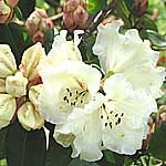 white flowering rhododendron shrub in spring