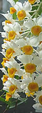 yellow and white orchid flowering 