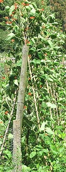 runner beans supported in rows on an allotment