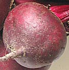 photo of organically grown globe beetroot