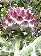 cardoon