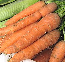 carrots can be attcked by carrot fly