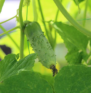 cucumber from the garden