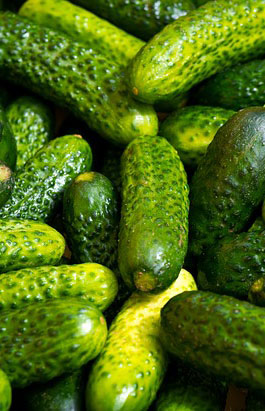 photo of pickling cucumbers