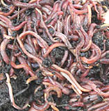 Earthworms improve soil quality in gardens