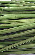 fresh french beans picked from the garden