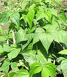 runner beans growing in the garden vegetable plot