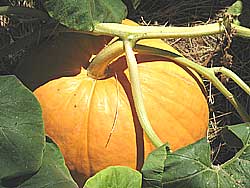 giant pumpkin grown on an allotment
