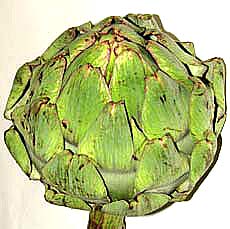 artichoke head