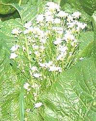 photo of horseradish plant grown for spicy roots