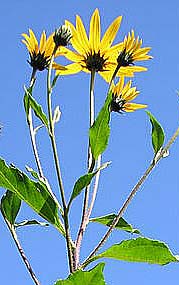 jerusalem artichoke flower