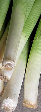  you can buy leek seeds at garden centres