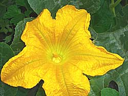 yellow male pumpkin flower