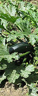 Green vegetable maarow on an allotment